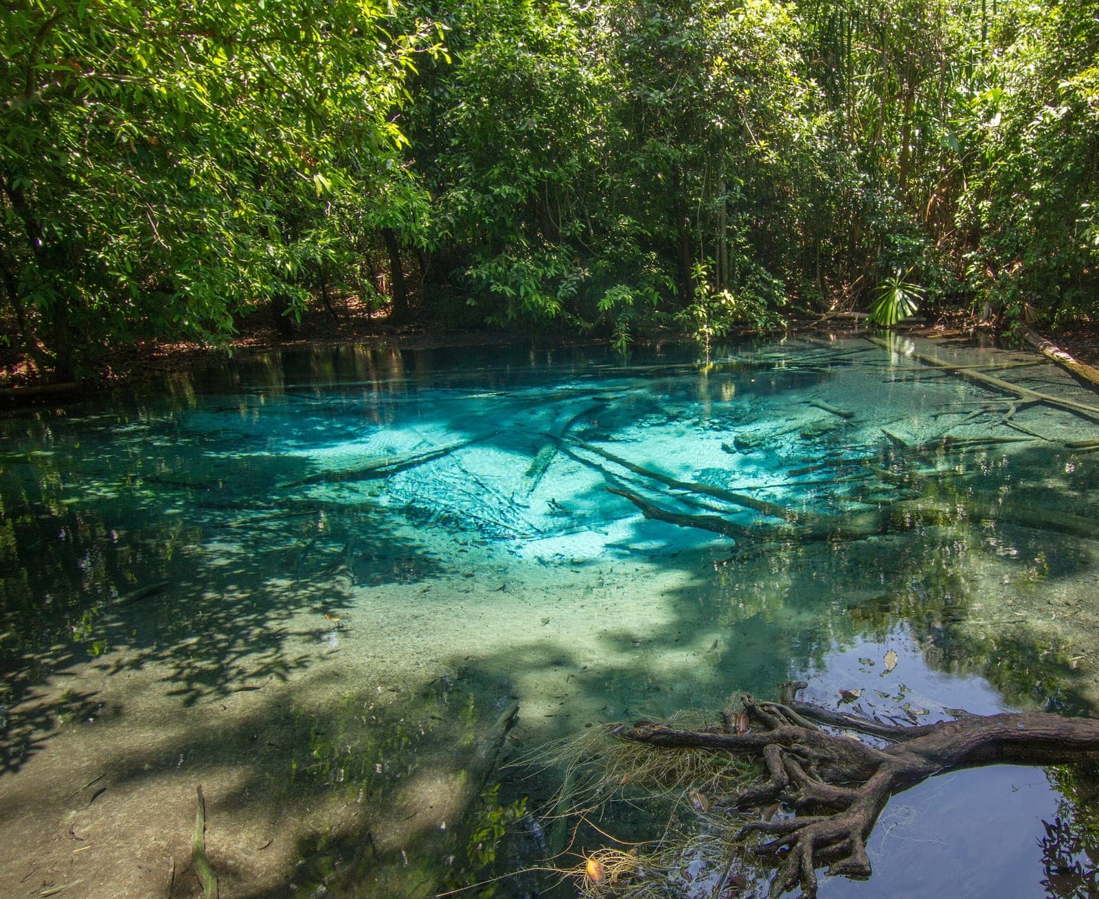 The Blue Pool near the Emerald Pool: clear turquoise spring water over pale sand in deep forest, fallen branches lying in it