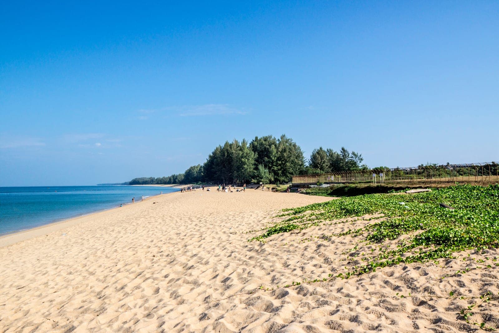 Mai Khao's long sand with casuarinas and beach morning glory, a few people far off and the airport fence on the right