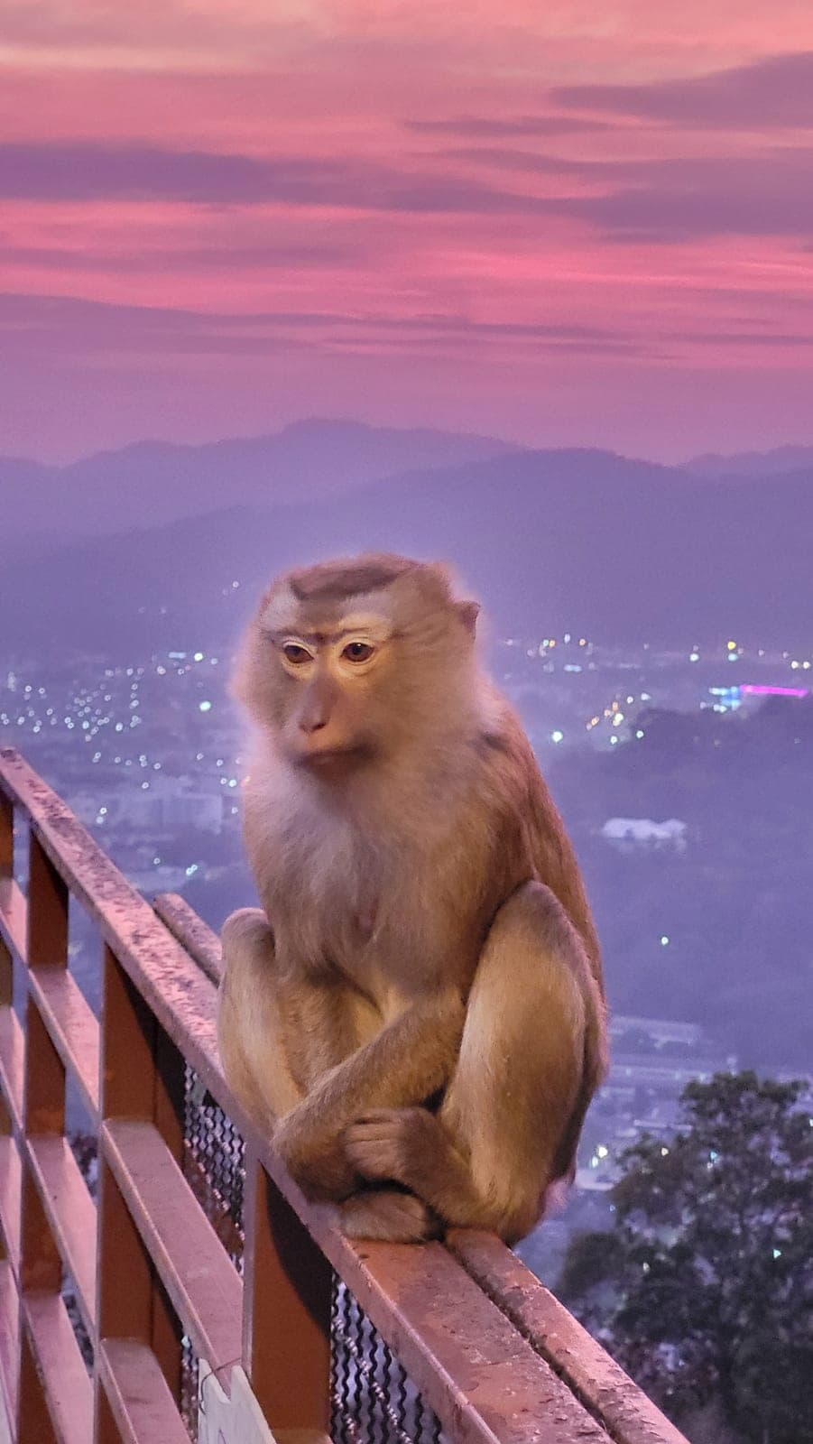 A macaque sitting on a viewpoint railing at dusk, the lights of a town spread out below a pink sky