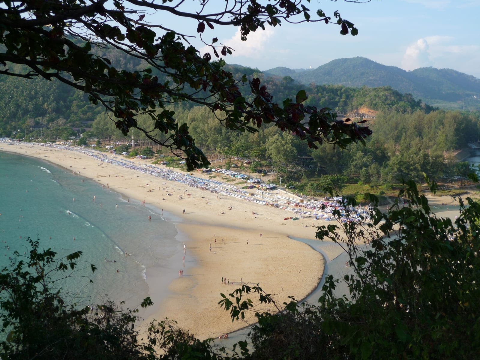 Nai Harn's curve of sand seen through the trees, sunshades along the back and hills behind